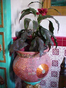 Potted plant, Atzimba Restaurant