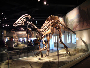 Parasaurolophus cyrtocristatus skeleton, Field Museum. |Source=[http://www.flickr.com/photos/8193351@N03/1345351768/ Field Museum Dinosaur] |Date=October 01, 2006 at 00:00 |Author=[http://www.flickr.com/people/8193351@N03 Lisa A