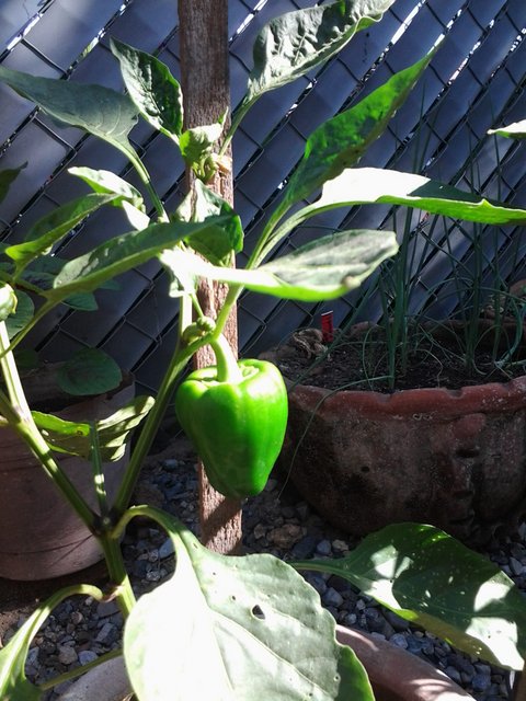 Sweet green pepper