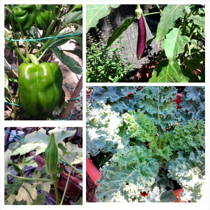 Garden peppers, eggplant, okra, and kale