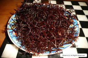 Seaweed Power