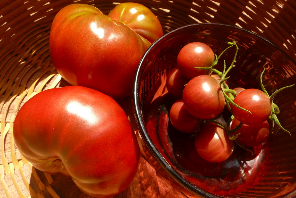 Tropical vegetables: tomatoes