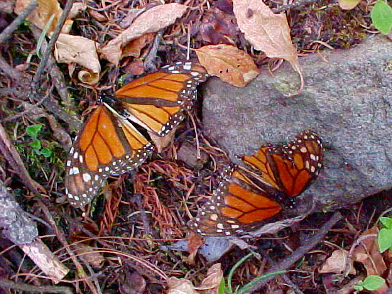 Monarch butterfly sanctuaries in Mexico